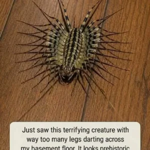 Facebook Thumbnail (43)